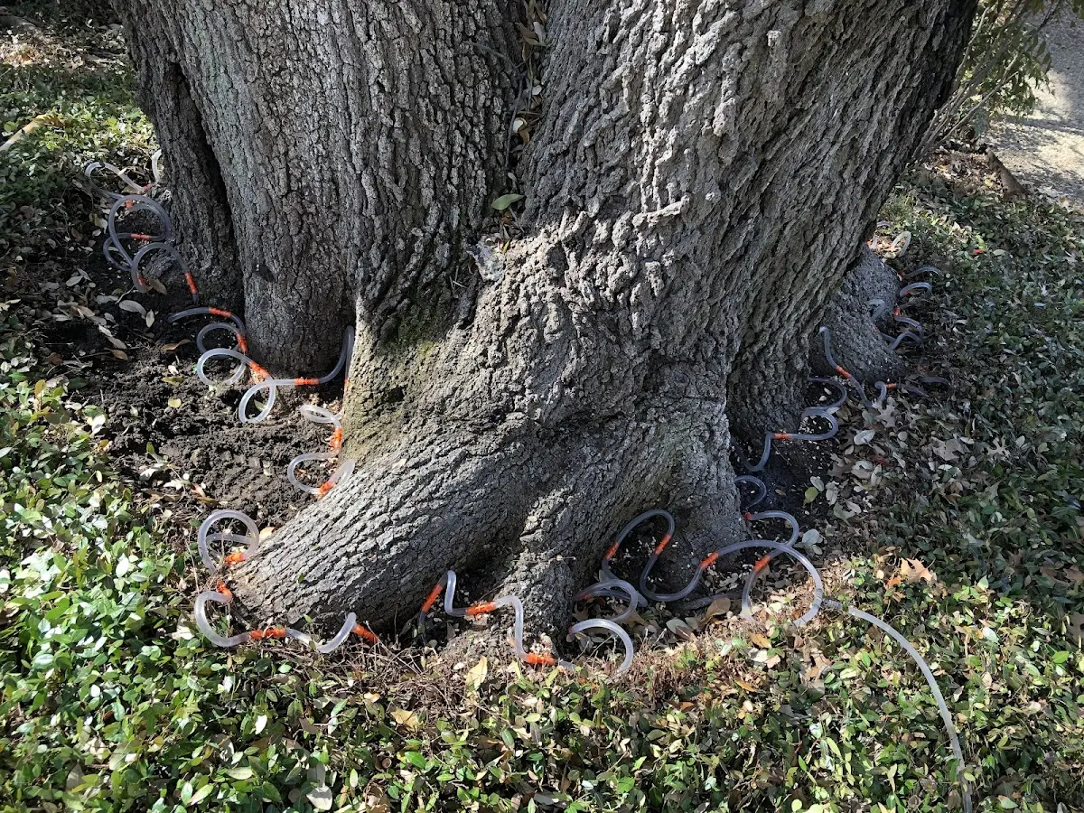 Detailed Tree Cabling and Bracing job site in South Orleans