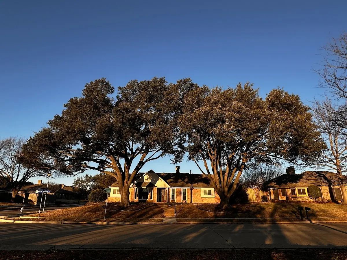 Established residential canopy tree shading a home in South Orleans