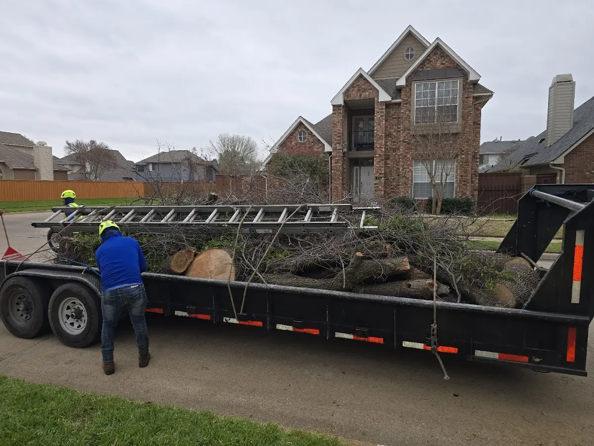 Expert Deadwooding with proper safety equipment in South Orleans